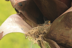 Turdus migratorius
