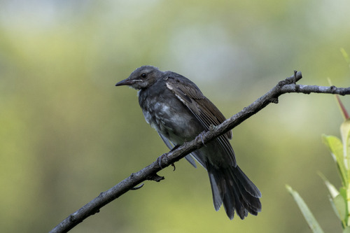 Brown-eared Bulbul