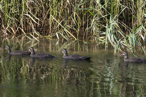 Eastern Spot-billed Duck