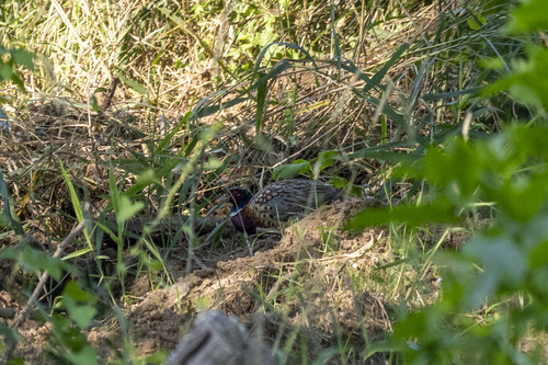 Ring-necked Pheasant