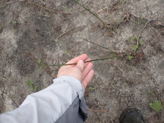 Juncus militaris, photograph (c) harrier, some rights reserved (CC BY)