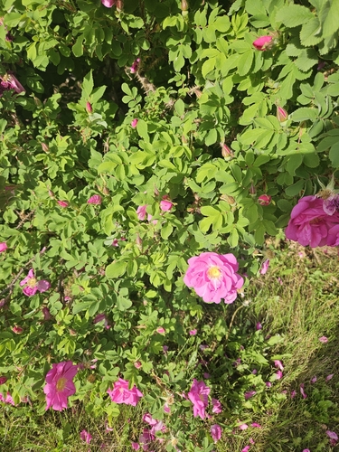 Prickly Wild Rose