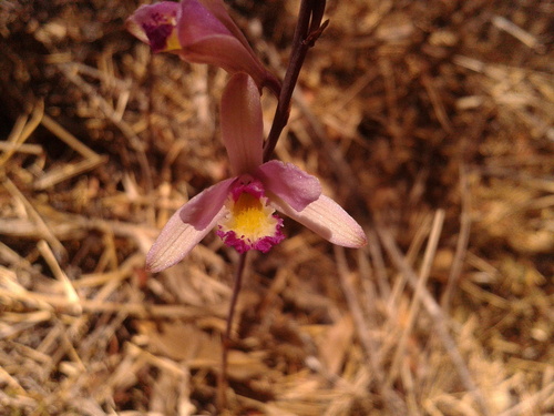 Bletia parkinsonii (Bletia parkinsonii)