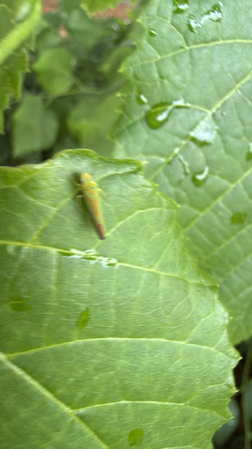 Rhododendron Leafhopper