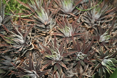 Haworthiopsis