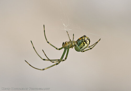 Orchard Orbweaver