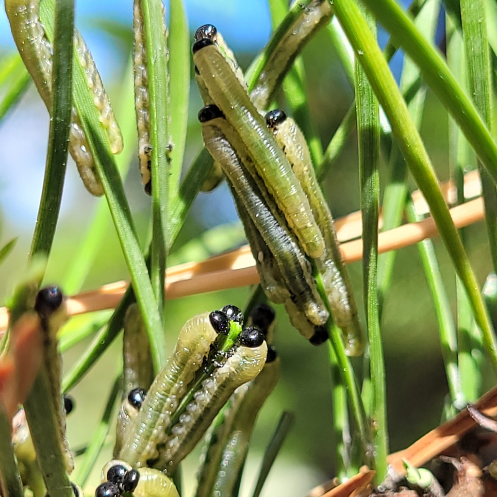 Red Pine Sawfly