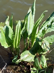 Rumex hydrolapathum