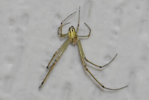 Orchard Orbweaver