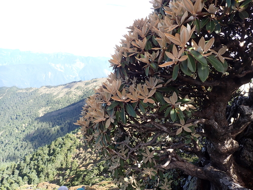 Rhododendron hyperythrum