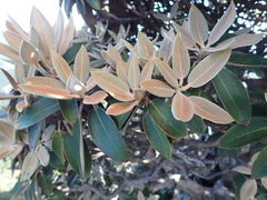 Rhododendron hyperythrum, photograph (c) crothfels, some rights reserved (CC BY)
