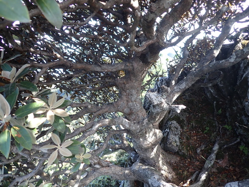 Rhododendron hyperythrum, photograph 2