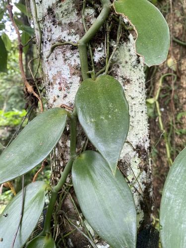 Vanilla somae, photograph 1