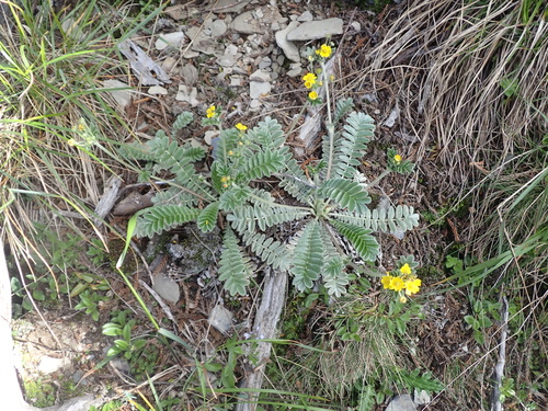 Argentina leuconota, photograph 5