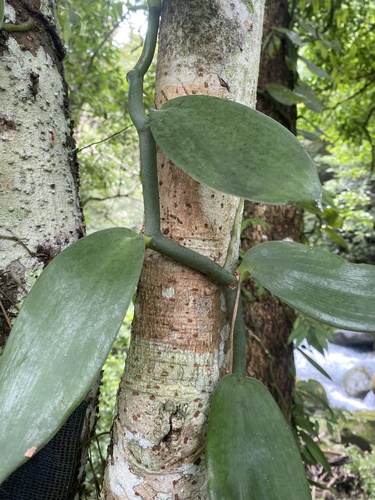 Vanilla somae, photograph 2