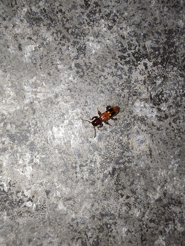 Chestnut-colored Clerid
