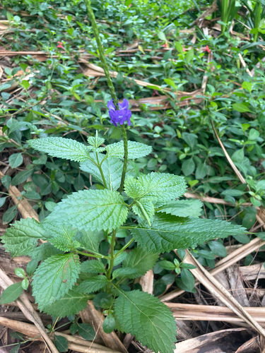 Stachytarpheta cayennensis observed 2026-06-27