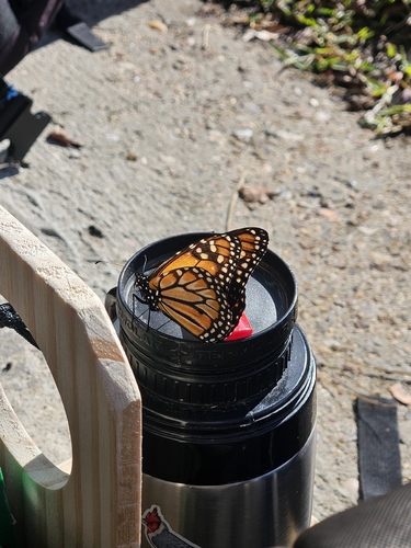 Southern Monarch