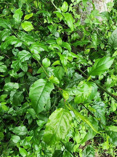 wild leadwort
