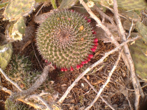 Mammillaria carnea