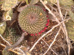 Mammillaria carnea
