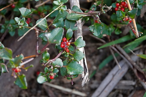 Chenopodium robertianum, photograph 5