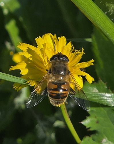 Common Drone Fly