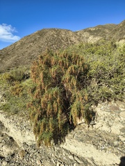 Acanthostyles buniifolius, photograph (c) Bruno Alzugaray, some rights reserved (CC BY-SA)