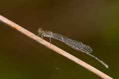 Acanthagrion quadratum