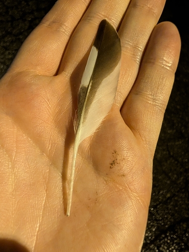 Plume de Gravelot kildir