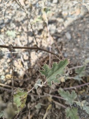 Sphaeralcea mendocina