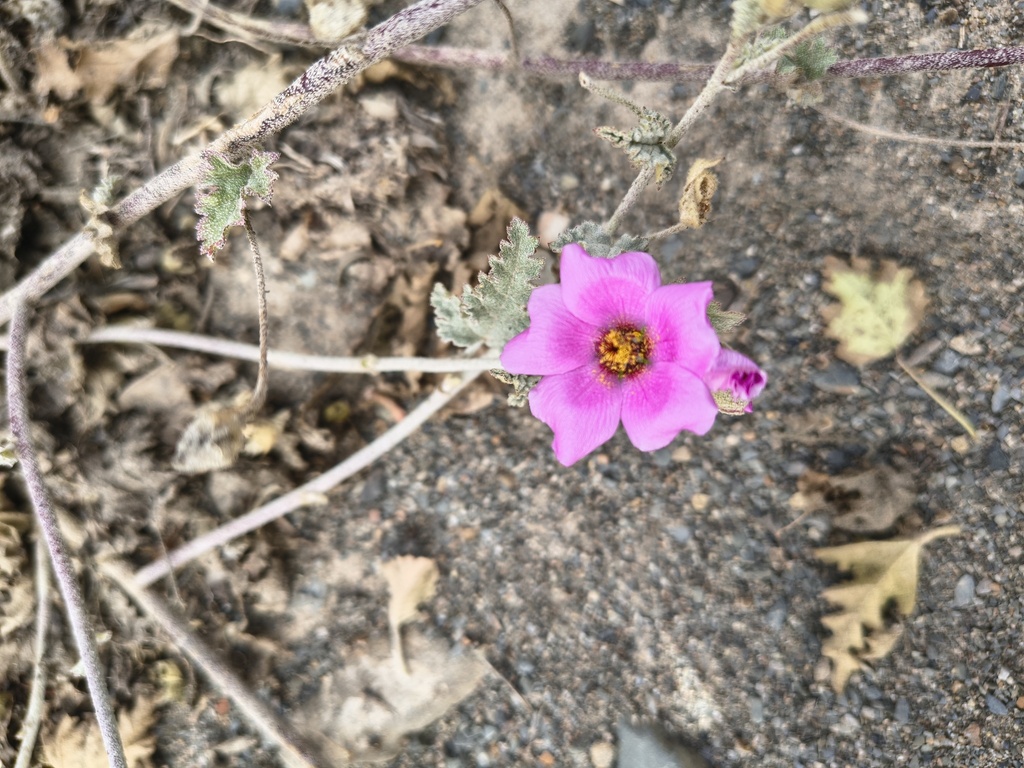 Sphaeralcea mendocina; photograph (c) Bruno Alzugaray, some rights reserved (CC BY-SA)