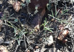 Pelargonium luteolum