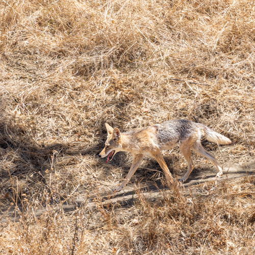 Coyote