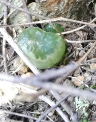 Bulbine mesembryanthemoides