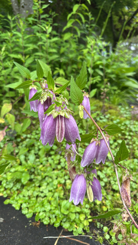 Spotted bellflower