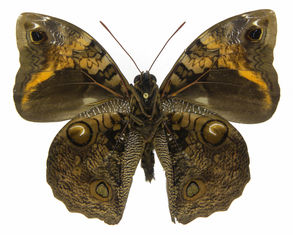 Opsiphanes jacobsorum