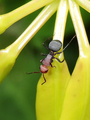 Camponotus rectangularis
