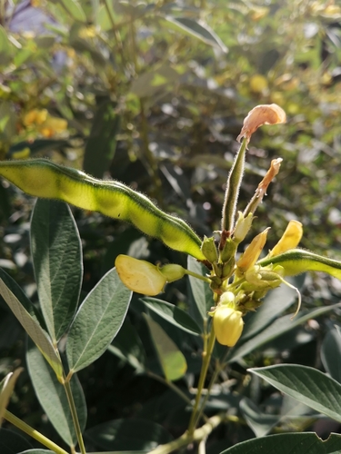 Pigeon Pea