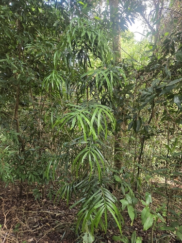 Podocarpus grayae observed 2026-06-28
