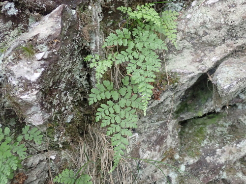 Cystopteris moupinensis