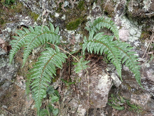 Polystichum makinoi observed 2026-06-23