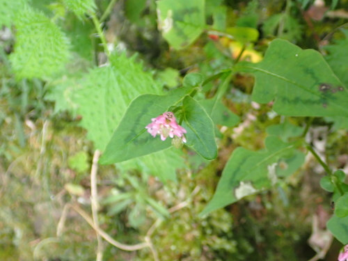 Persicaria runcinata, photograph 1
