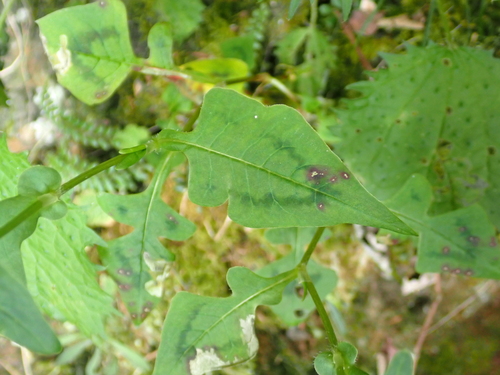 Persicaria runcinata, photograph 2
