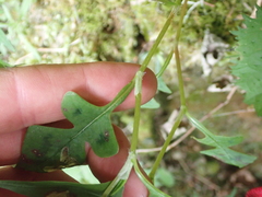 (c) crothfels, some rights reserved (CC BY) Persicaria runcinata, photograph (c) crothfels, some rights reserved (CC BY)