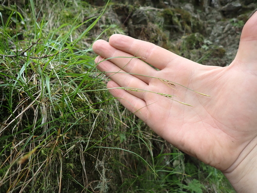 Carex fernaldiana iNat (1)