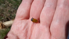 Lachnaia sexpunctata