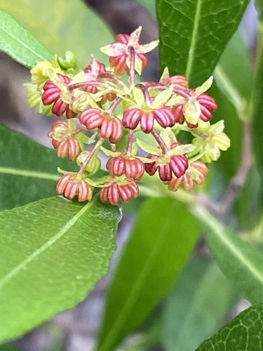 Dodonaea viscosa