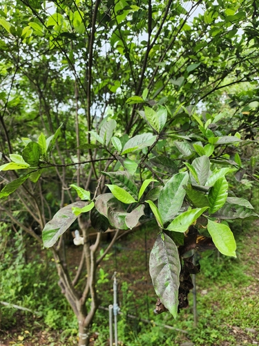 common gardenia