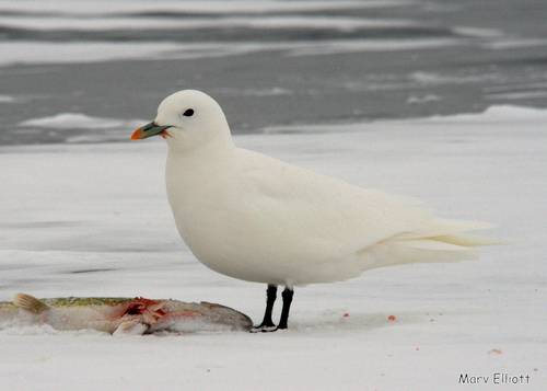 Ivory Gull｜象牙鸥 参考照片